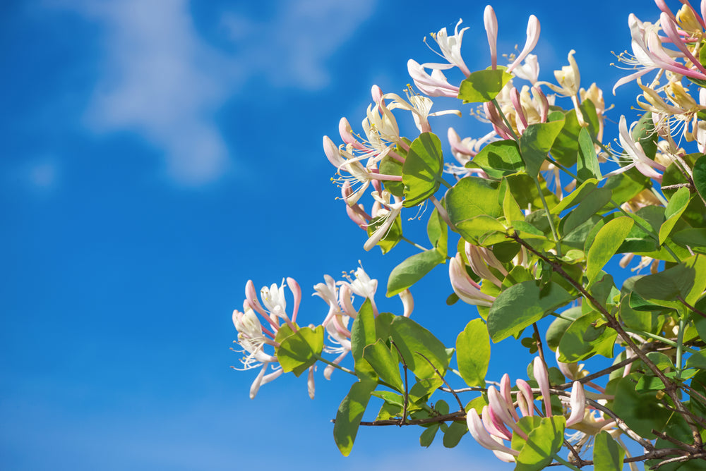 Sweet Honeysuckle