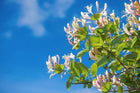 Sweet Honeysuckle