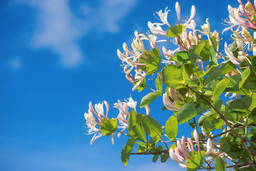 Sweet Honeysuckle