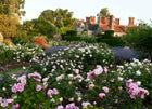 Rose Garden