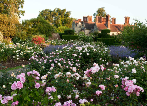 Rose Garden