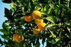 Citrus Blossom