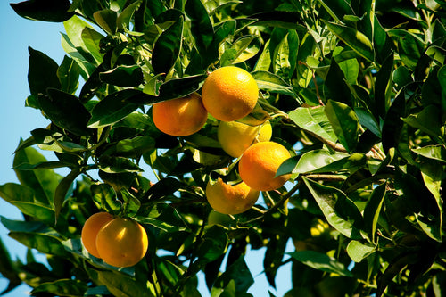 Citrus Blossom